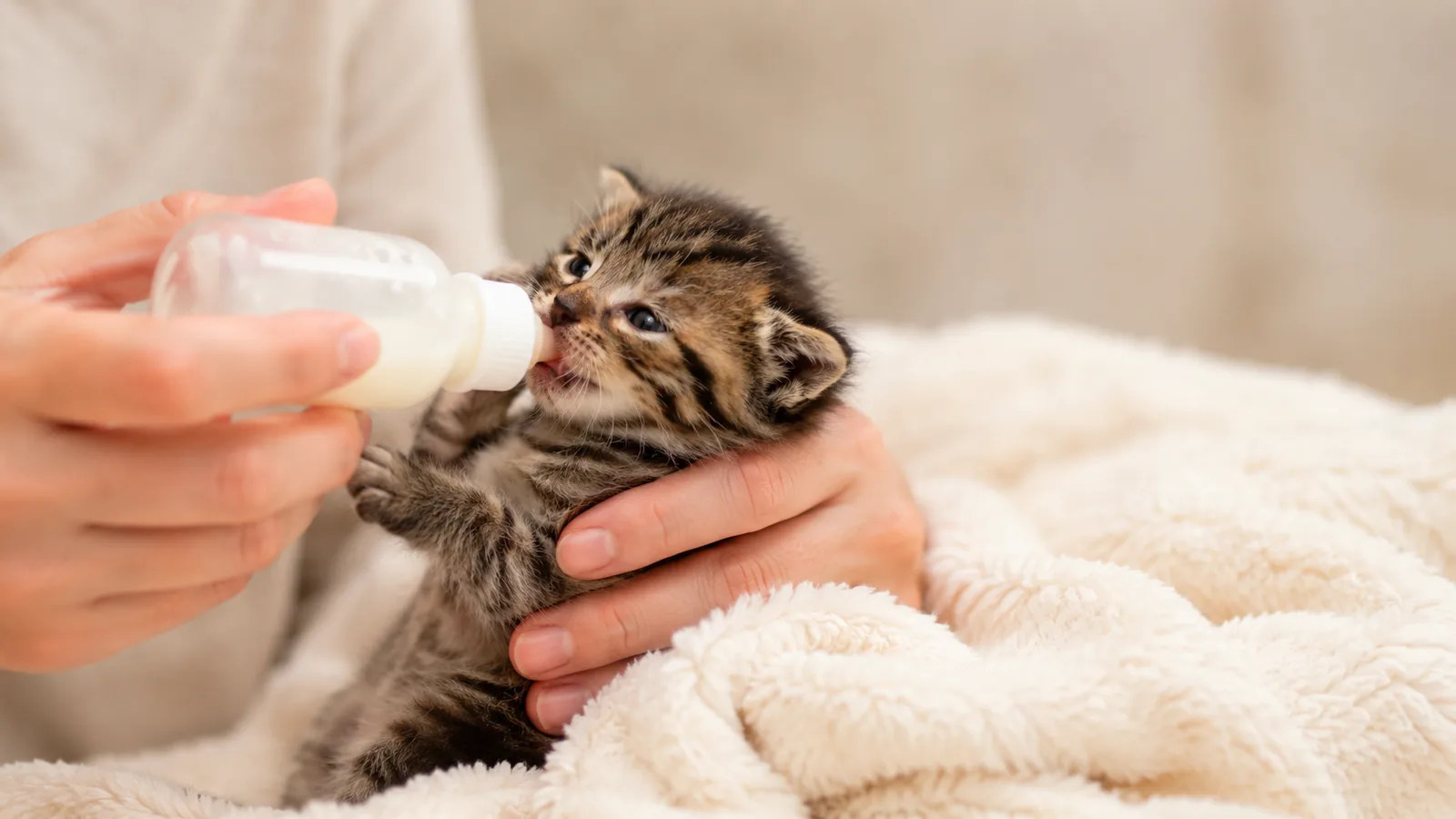 Filhote de gato sendo alimentado com fórmula apropriada em mamadeira